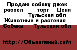 Продаю собаку джек рассел15000 (торг) › Цена ­ 15 000 - Тульская обл. Животные и растения » Собаки   . Тульская обл.